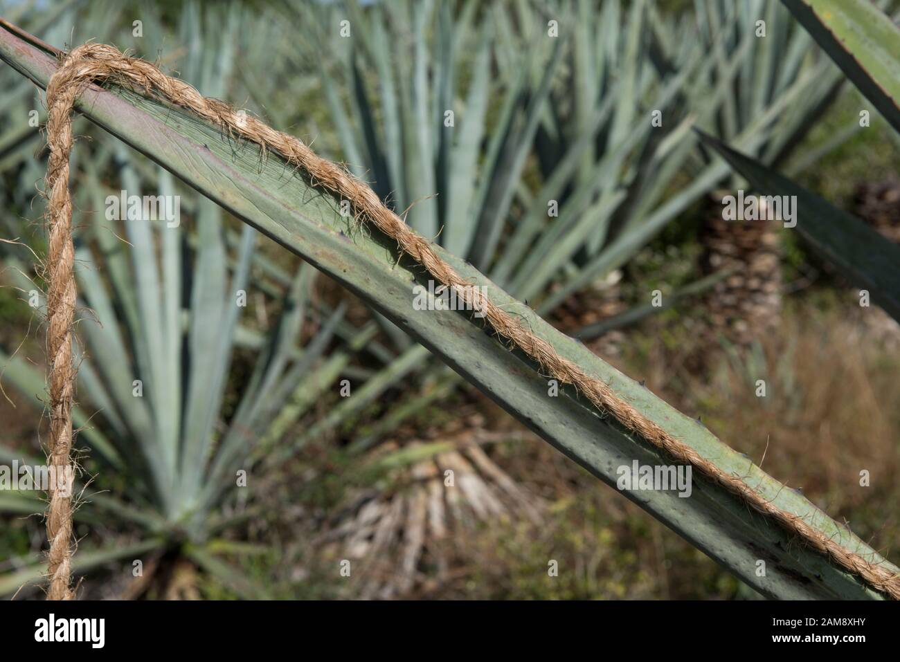 Agave Sisal Plantation, Yucatan, Messico Foto Stock