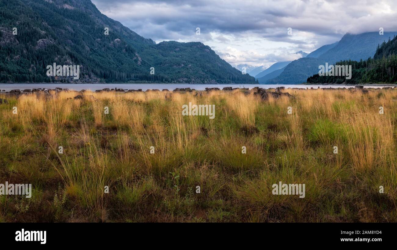 Bella erba campo di compensazione accanto al lago Buttle su Vancouver Island, British Columbia, Canada Foto Stock