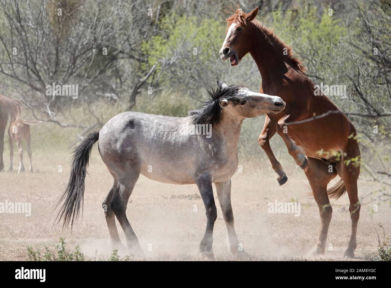 I cavalli selvatici combattono per proteggere il loro territorio nel deserto dell'Arizona. Foto Stock