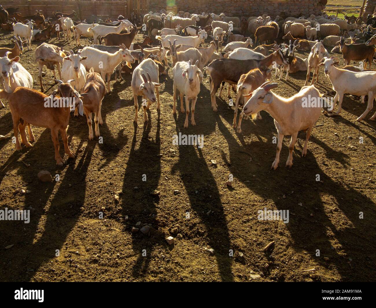 Gli abitanti della regione delle Ande ergono grandi greggi di capre che si trovano in grandi corali vicino alle loro case, la Puna, Argentina Foto Stock