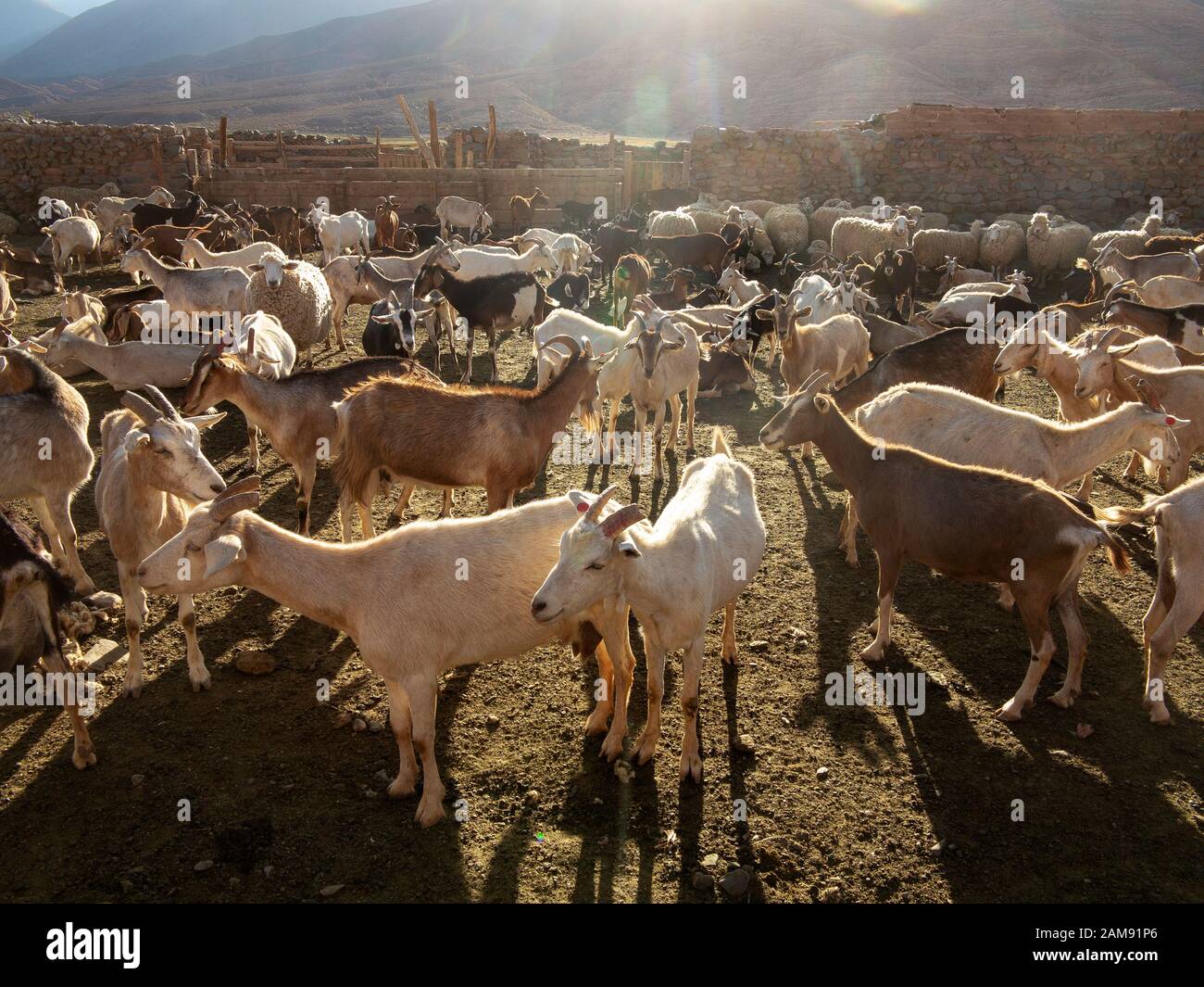 Gli abitanti della regione delle Ande ergono grandi greggi di capre che si trovano in grandi corali vicino alle loro case, la Puna, Argentina Foto Stock