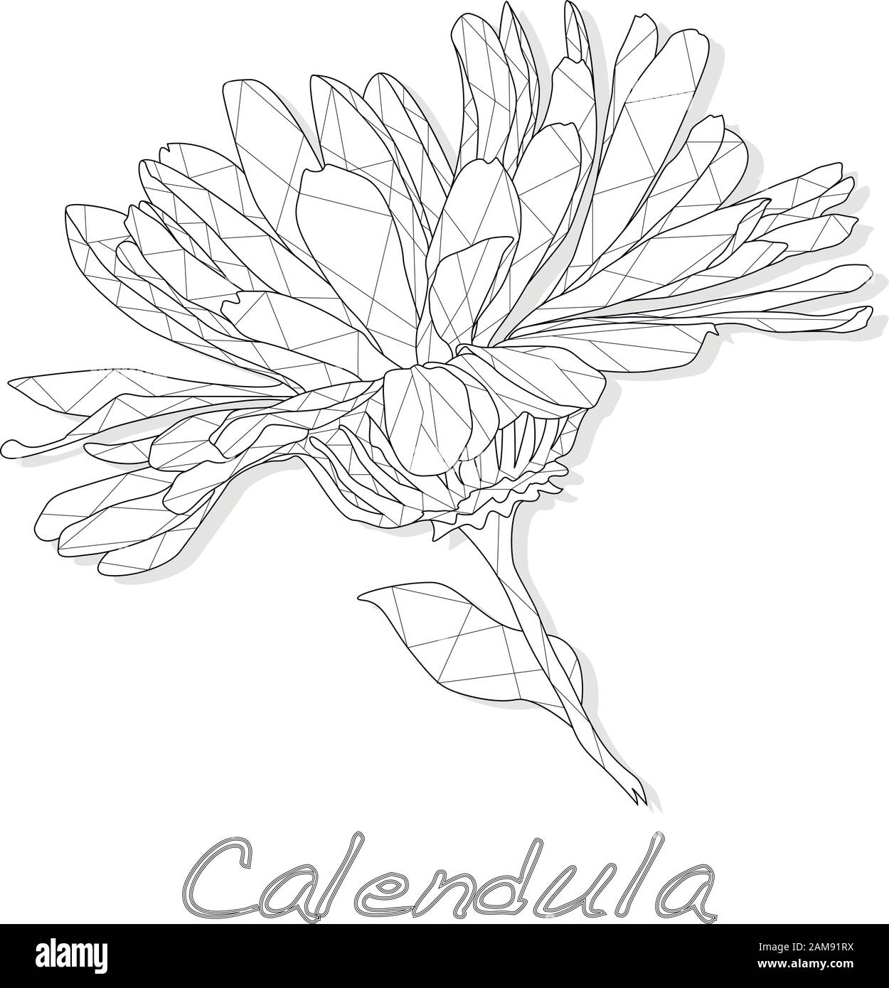 Calendula. Illustrazione di vettore di erbe mediche isolata su bianco.Poligonale. Colorazione. Illustrazione Vettoriale