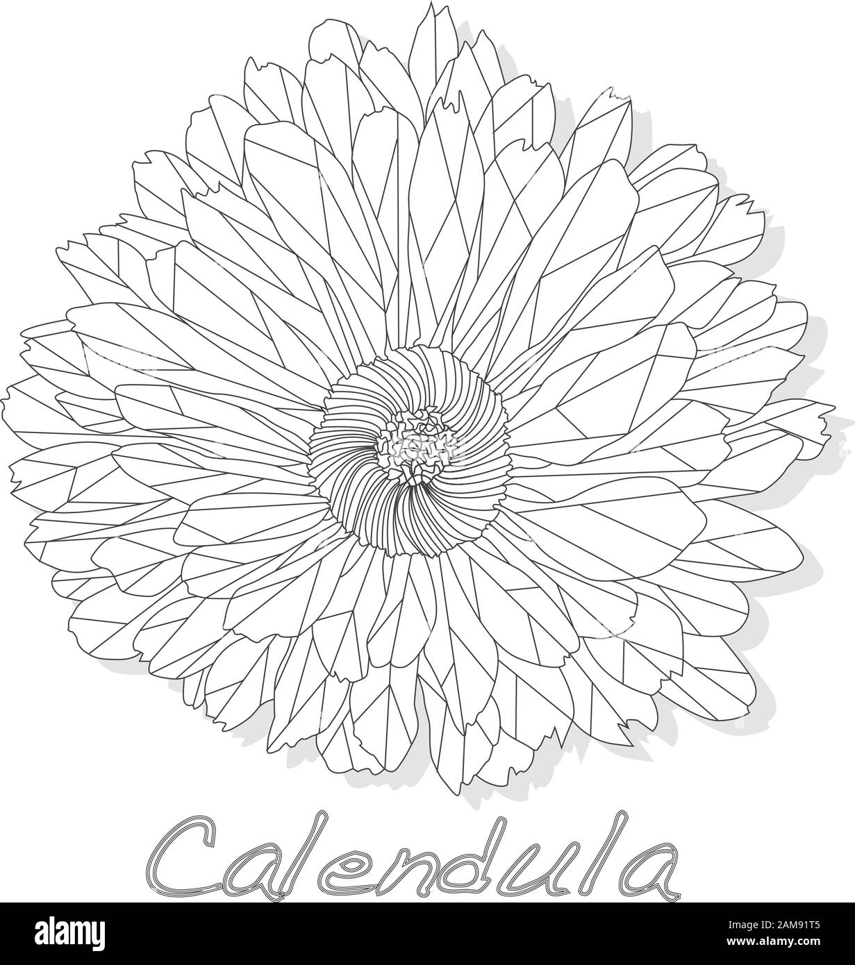 Calendula. Illustrazione di vettore di erbe mediche isolata su bianco.Poligonale. Colorazione. Illustrazione Vettoriale
