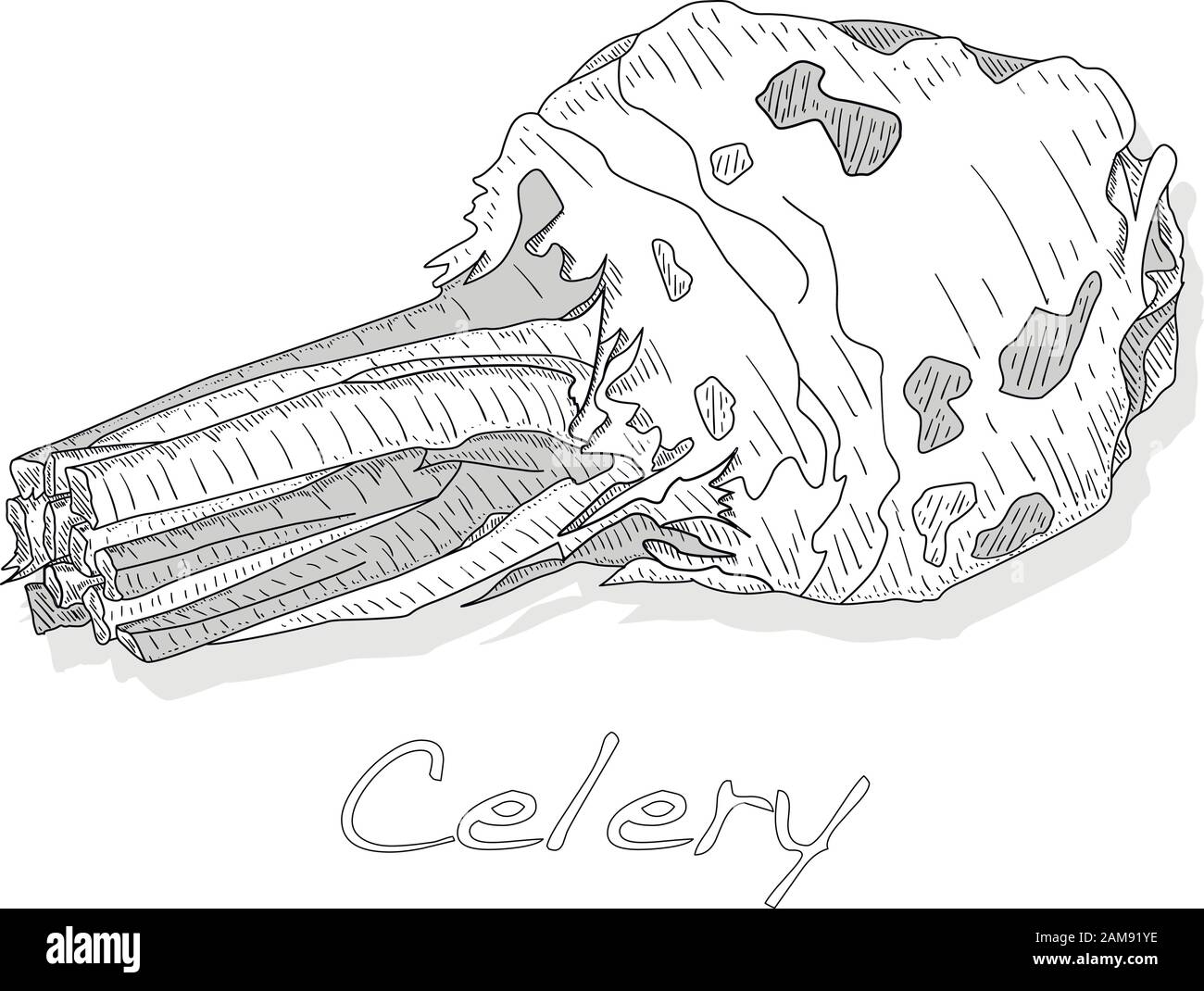 Immagine vettoriale monocromatica del sedano isolata su sfondo bianco. Illustrazione Vettoriale