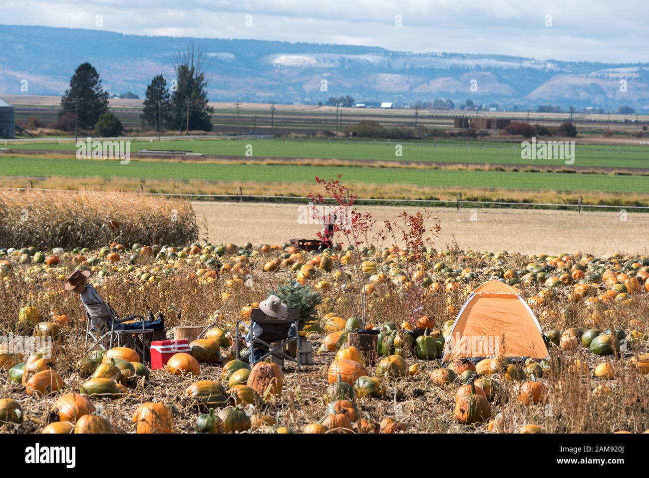 Scegli la zona di zucca nella Grande Ronde River Valley dell'Oregon. Foto Stock