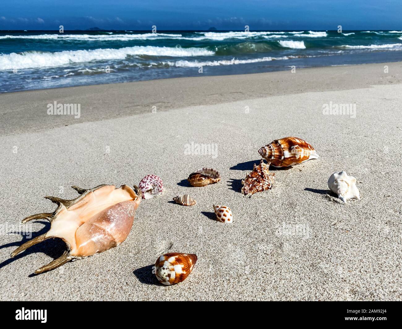 Spiaggia tropicale con conchiglie in primo piano sulla sabbia e mare sfocato, vacanza estiva, sfondo. Viaggi e vacanza in spiaggia, spazio libero per il testo. Foto Stock