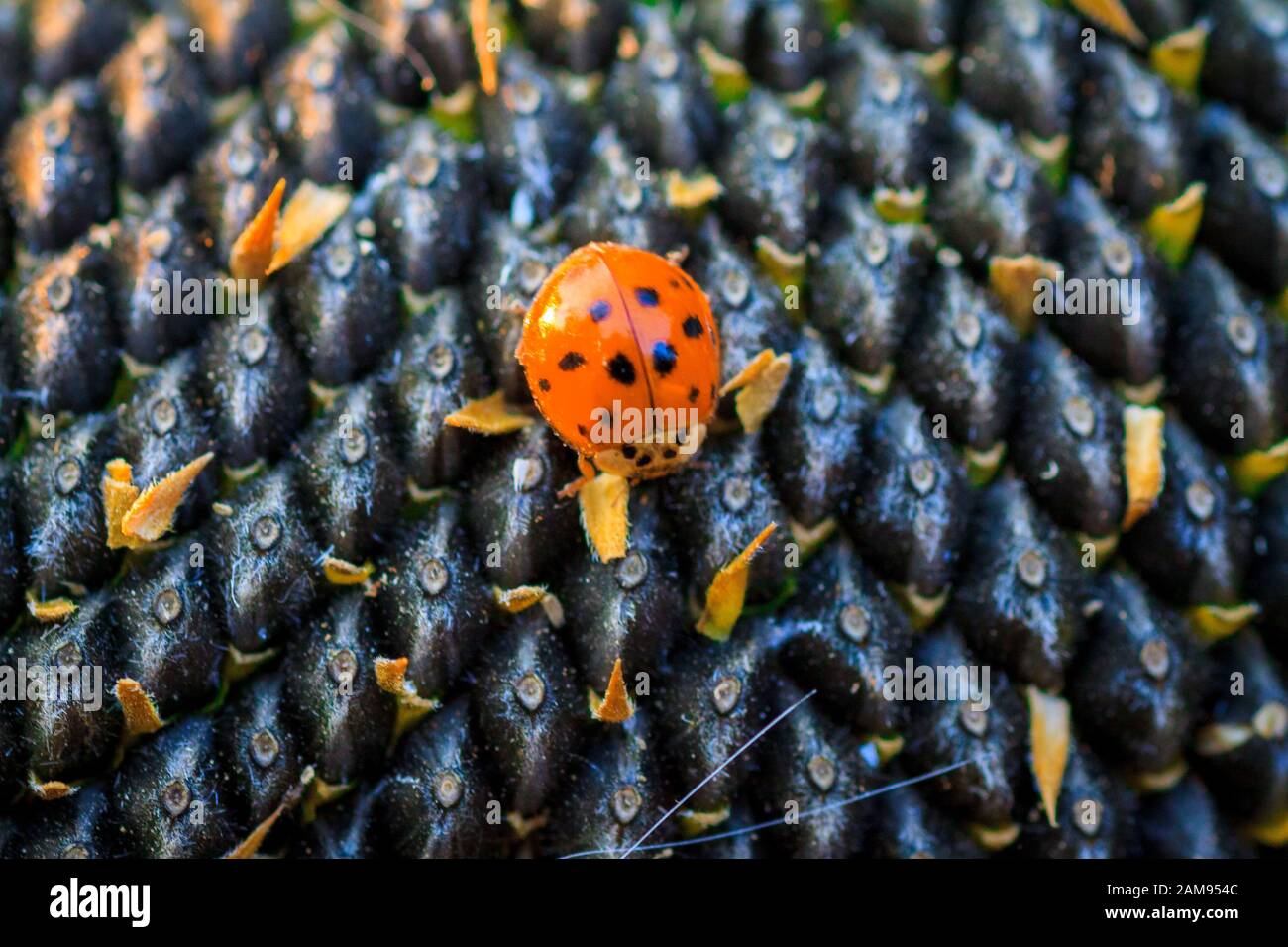 Luminosa punteggiata rossa coccinella sul nero mature di semi di girasole in un coltivatore del campo in estate. Ladybug - bug. Insetticida naturale che distrugge i parassiti delle colture. Un primo piano di una coccinella. Foto Stock
