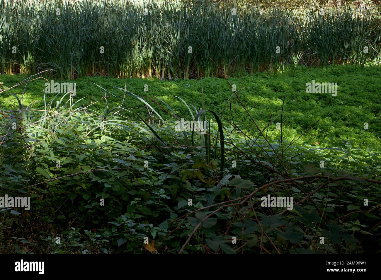 Problema idrico in Europa - un piccolo lago nel bosco incolto e trasformato in una palude Foto Stock
