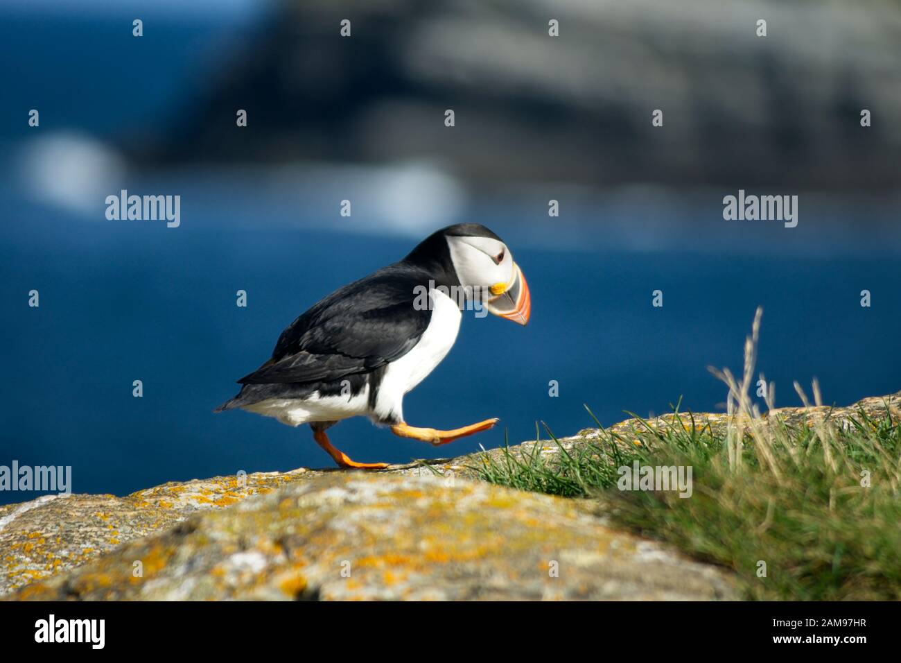 Colonia di puffin di Elliston in Terranova Canada Foto Stock