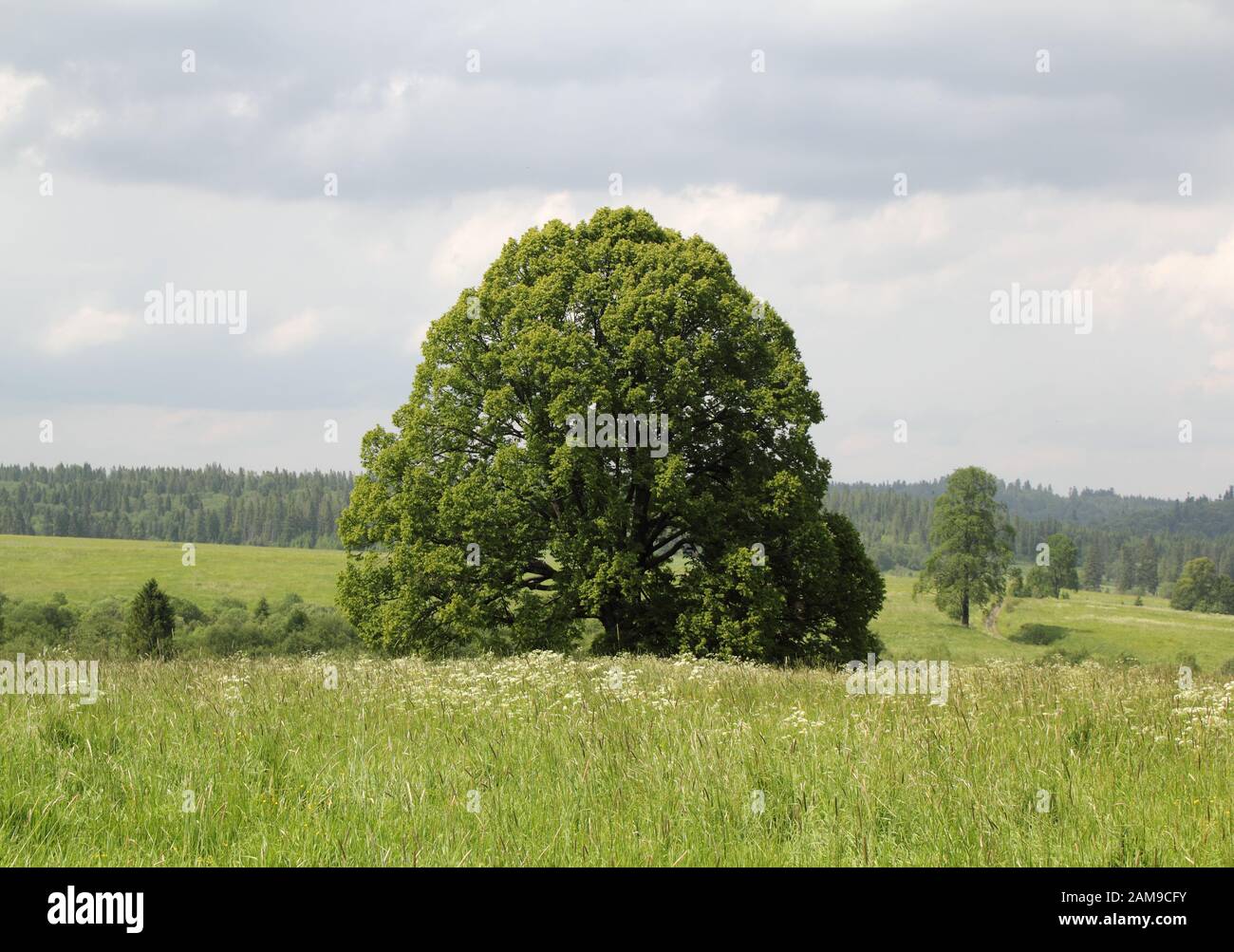 Albero di tiglio di 100 anni nel Parco Nazionale di Bieszczady, Polonia, Europa Foto Stock