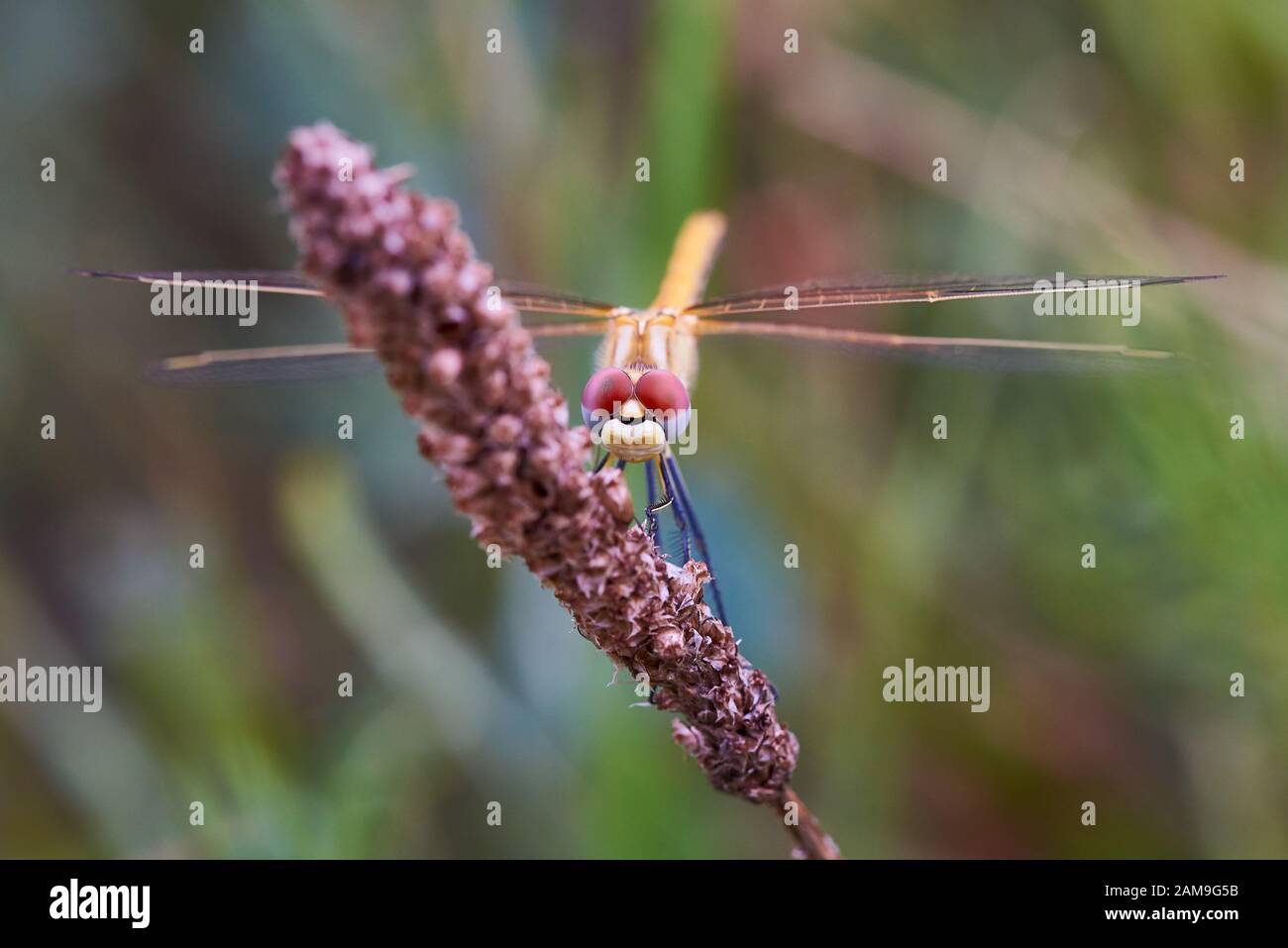 Dragonfly su un fiore primo piano. Foto Stock