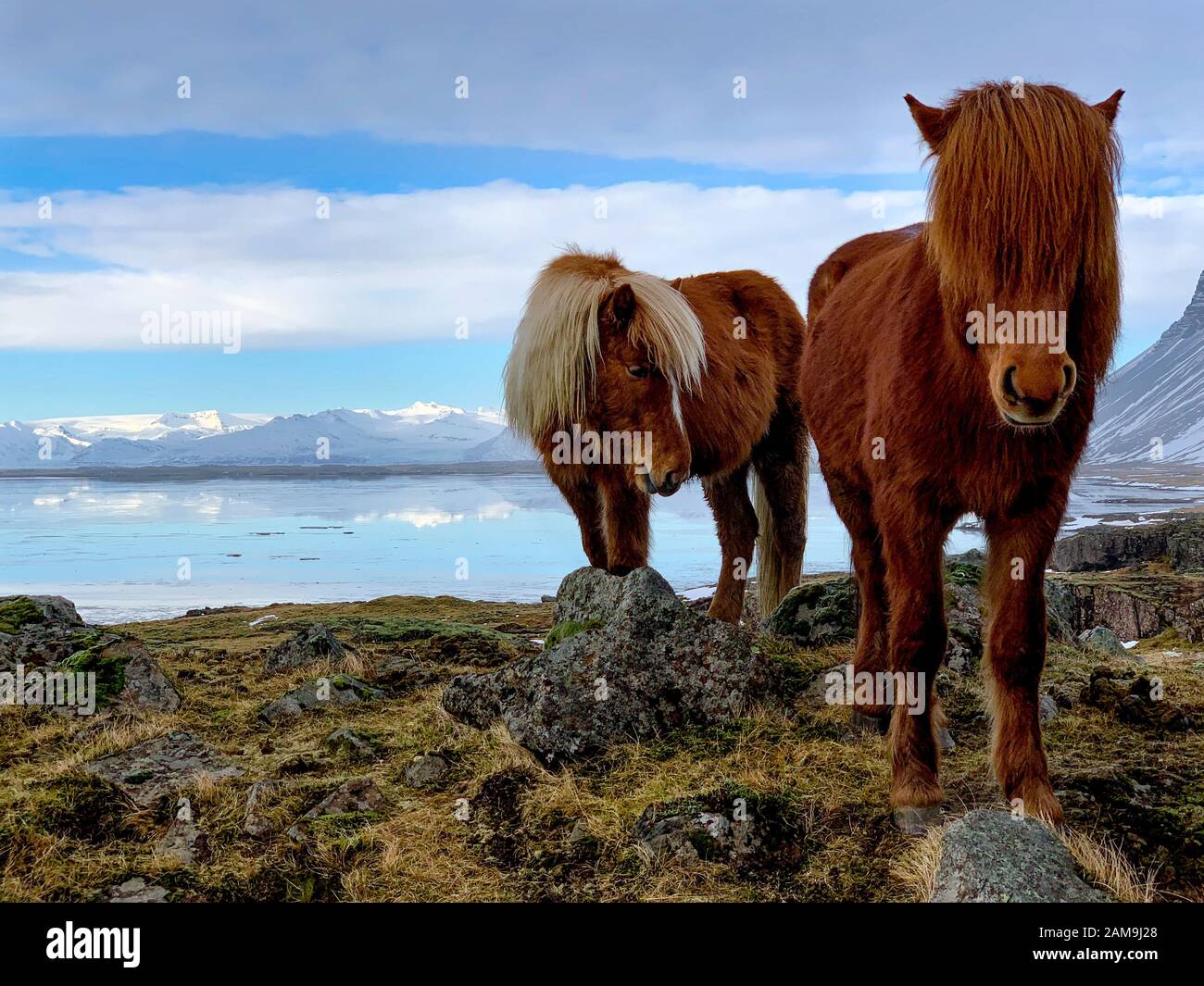 Islanda cavalli sul Campo, Islanda Foto Stock