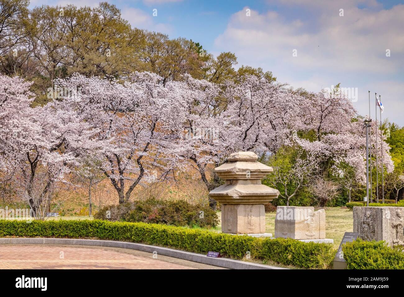 31 marzo 2019: Gyeongju, Corea del Sud - i fiori di ciliegio e i blocchi di pietra scolpiti nei giardini del Museo Nazionale di Gyeongju. Foto Stock