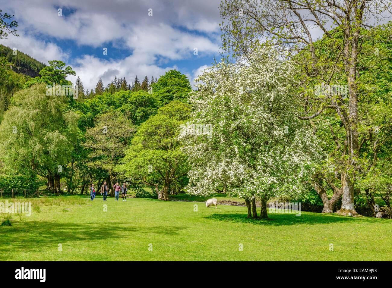 28 maggio 2019: Lago Vyrnwy, Powys, Galles - Famiglia fuori per una passeggiata di campagna tra gli alberi vicino al fiume Eiddew sopra il lago Vyrnwy. Foto Stock
