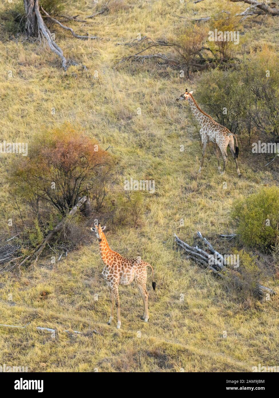 Veduta aerea della giraffa meridionale, giraffa, vista da un giro in mongolfiera, Bushman Plains, Delta di Okavanago, Botswana Foto Stock