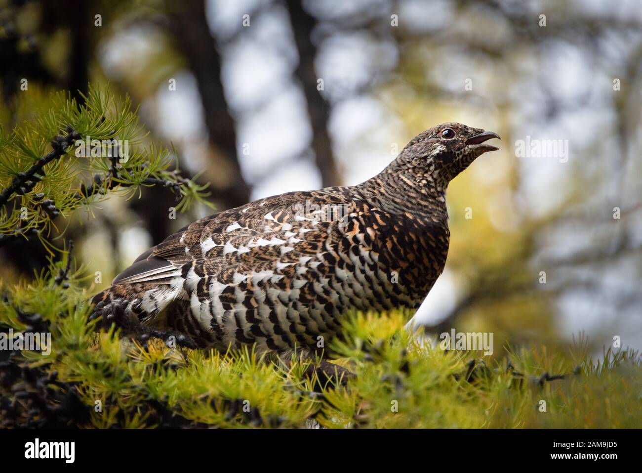 Sage Grouse incorniciato da alberi d'autunno nella Valle dei dieci Picchi, Parco Nazionale di Banff, Montagne Rocciose Canadesi Foto Stock