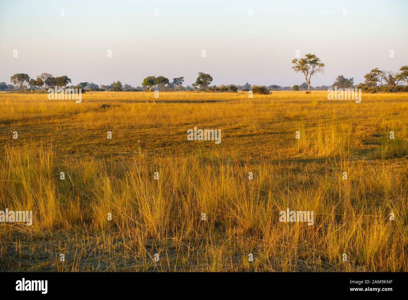 Bushman Plains, Delta Di Okavanago, Botswana Foto Stock