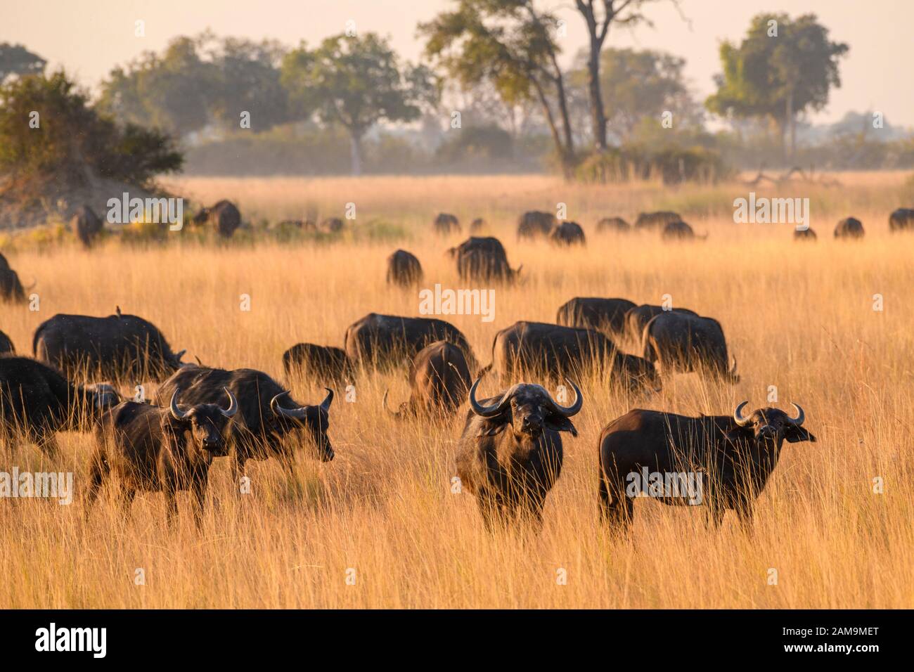 Mandria di bufali africani o di bufali del Capo, di Caffer di Syncerus, delle pianure del Bushman, del delta di Okavanago, del Botswana Foto Stock