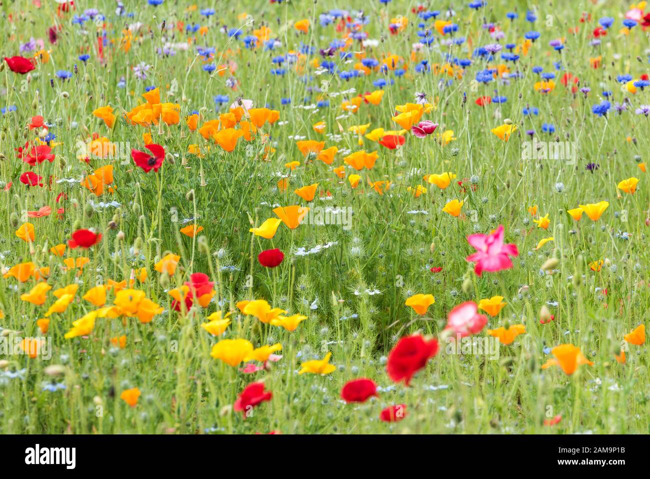 Fiori selvatici colorati in un campo, fiori selvatici, fiori selvatici UK Foto Stock