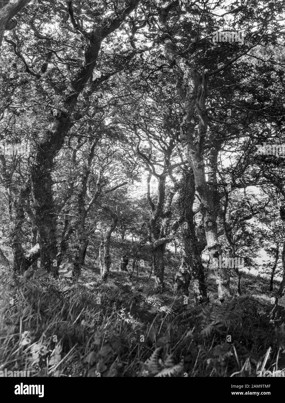 Archivio immagine circa 1920 di gallfanteria Bower, Clovelly, Devon. Scansione dal negativo originale. Foto Stock