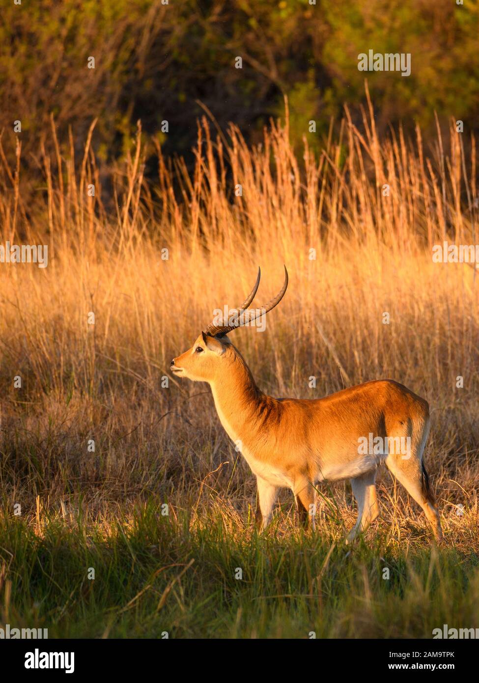 Male Lechwe Rosso, Kobus Leche, Khwai Private Reserve, Okavango Delta, Botswana. Conosciuto anche come Southern Lechwe Foto Stock