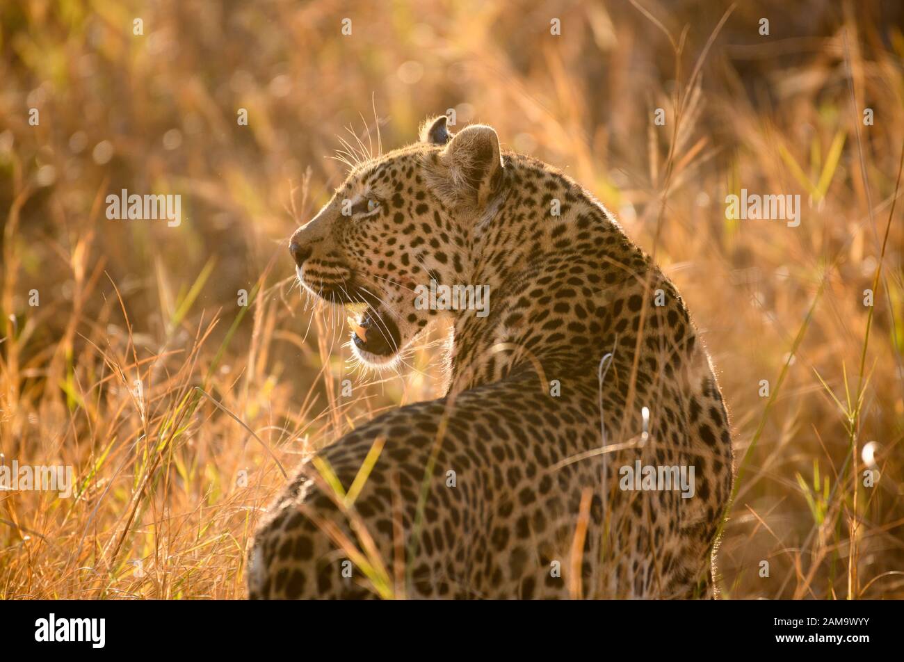Leopardo, Pante pardus, camminando attraverso erba lunga, Khwai Riserva privata, Delta dell'Okavango, Botswana Foto Stock
