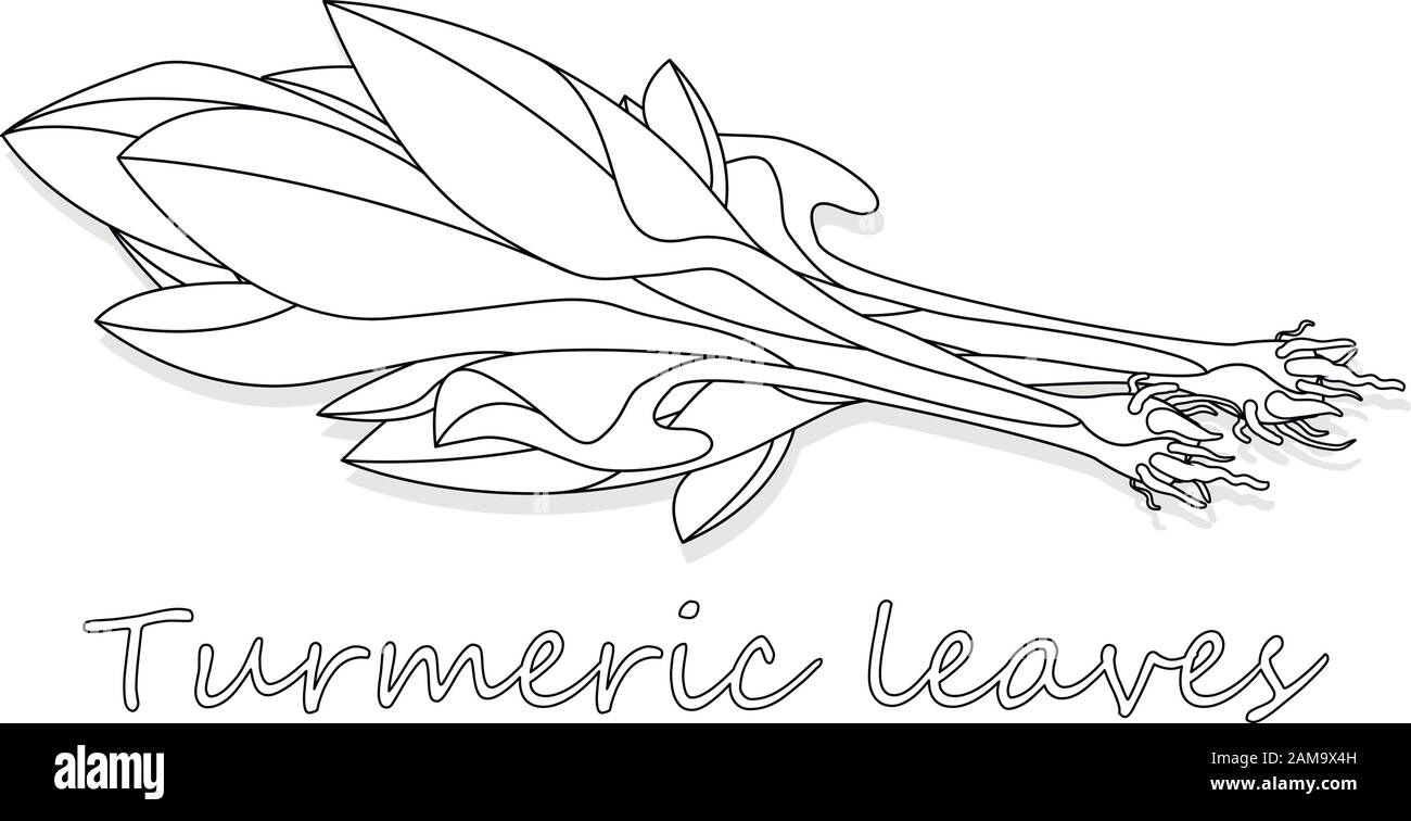 Foglie verdi di curcuma (curcuma longa) zenzero medicinali vegetali vettore illustrazione isolato su sfondo bianco. Illustrazione Vettoriale