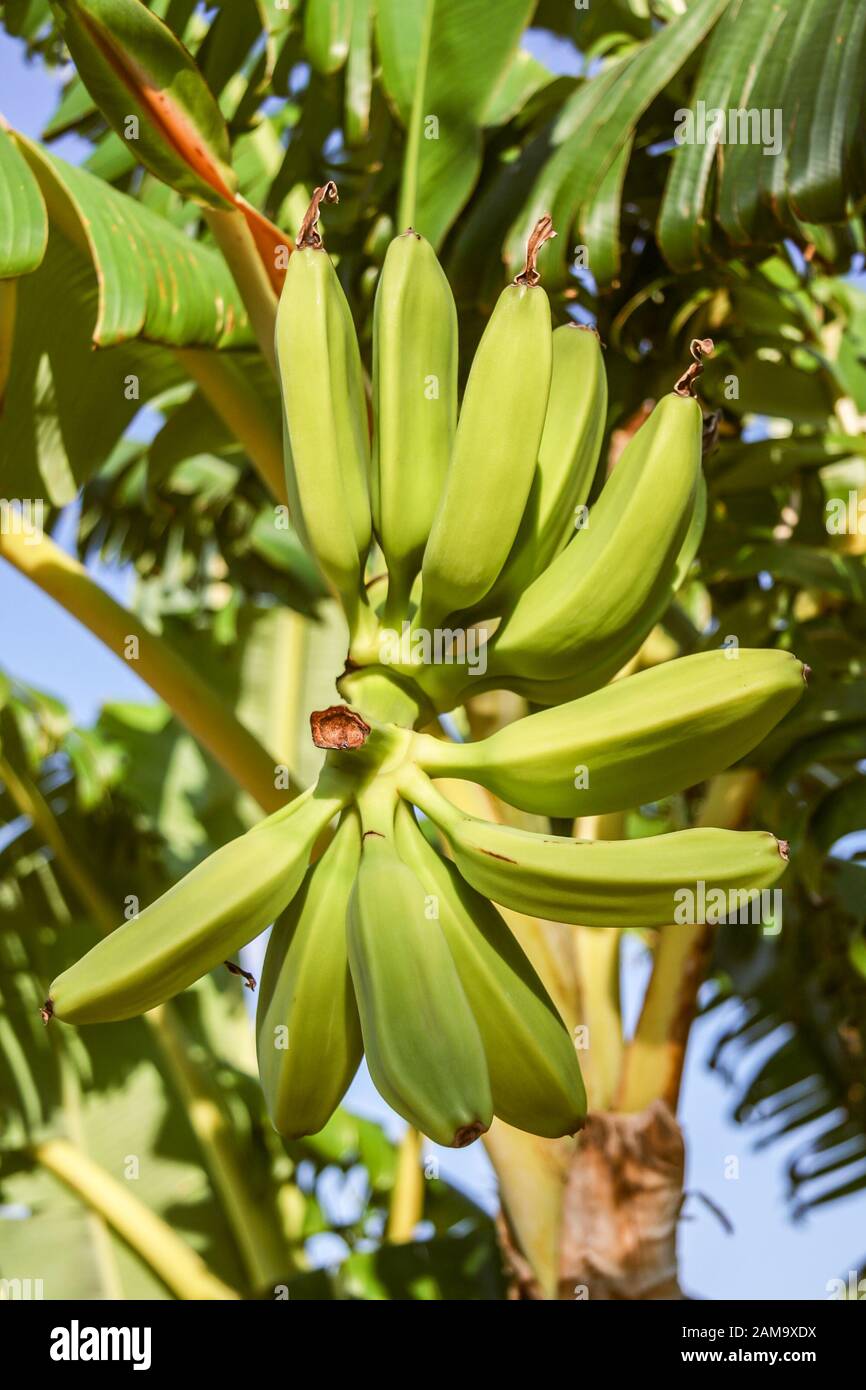 Banane immature su un albero, calabria, Italia Foto Stock