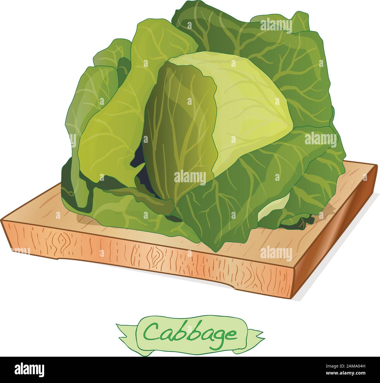 Cavolo su piattaforma di legno vettore illustrazione isolato su bianco Illustrazione Vettoriale