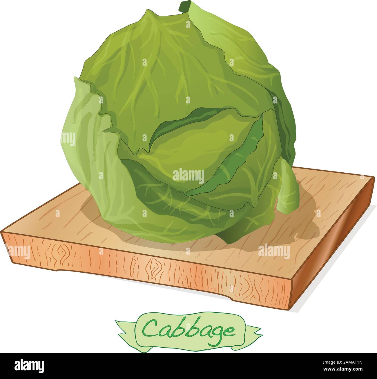 Cavolo su piattaforma di legno vettore illustrazione isolato su bianco Illustrazione Vettoriale