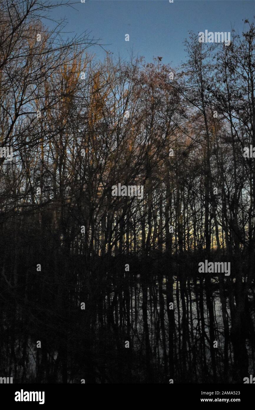 alberi invernali nella luce del mattino presto che si riflette nell'acqua intorno ai tronchi dove un fiume si è allagato. Foto Stock