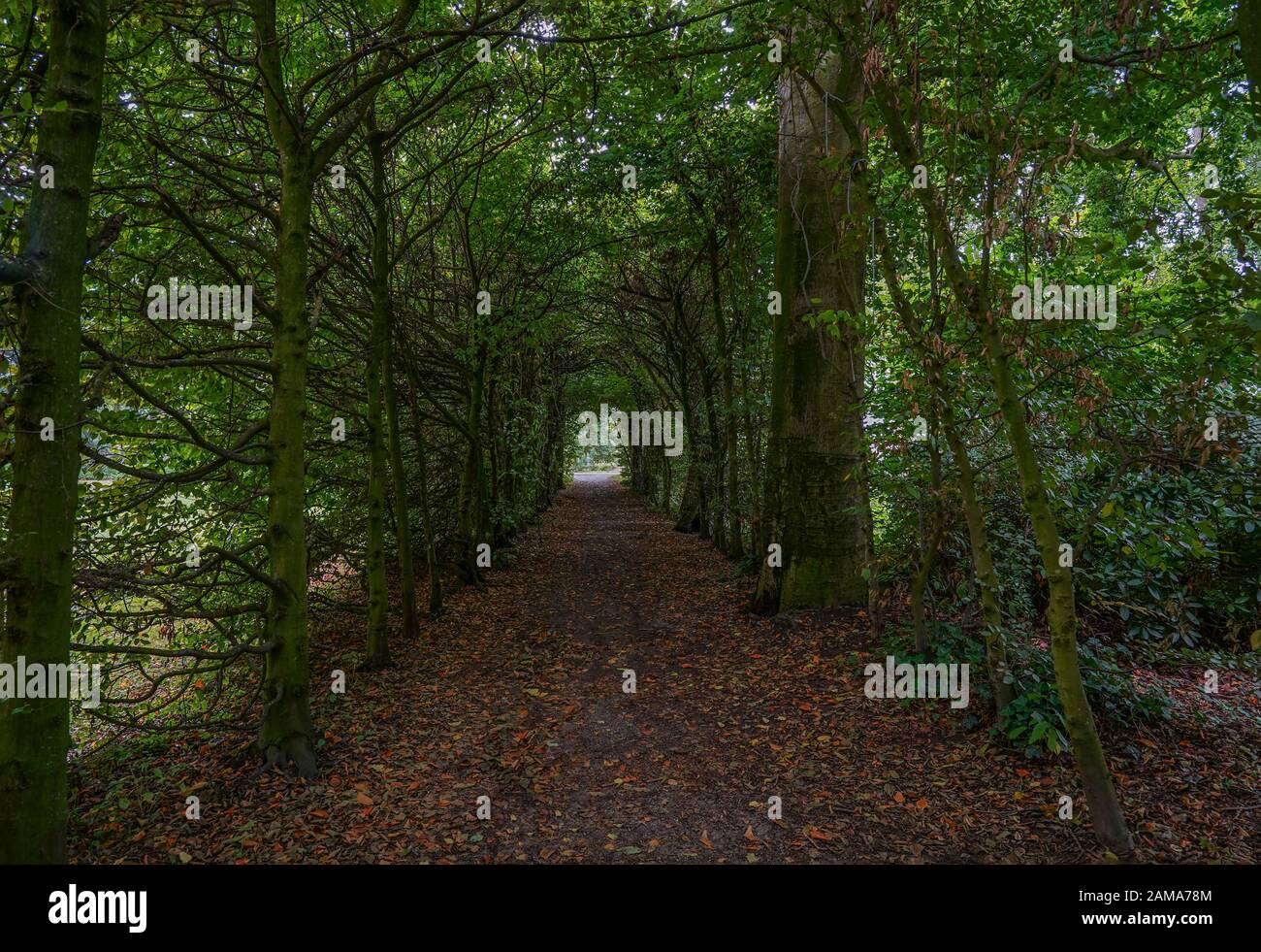 Krefeld - Vista alla natura passeggiata Di Alberi vicino Casa Sollbrueggen / Germania Foto Stock