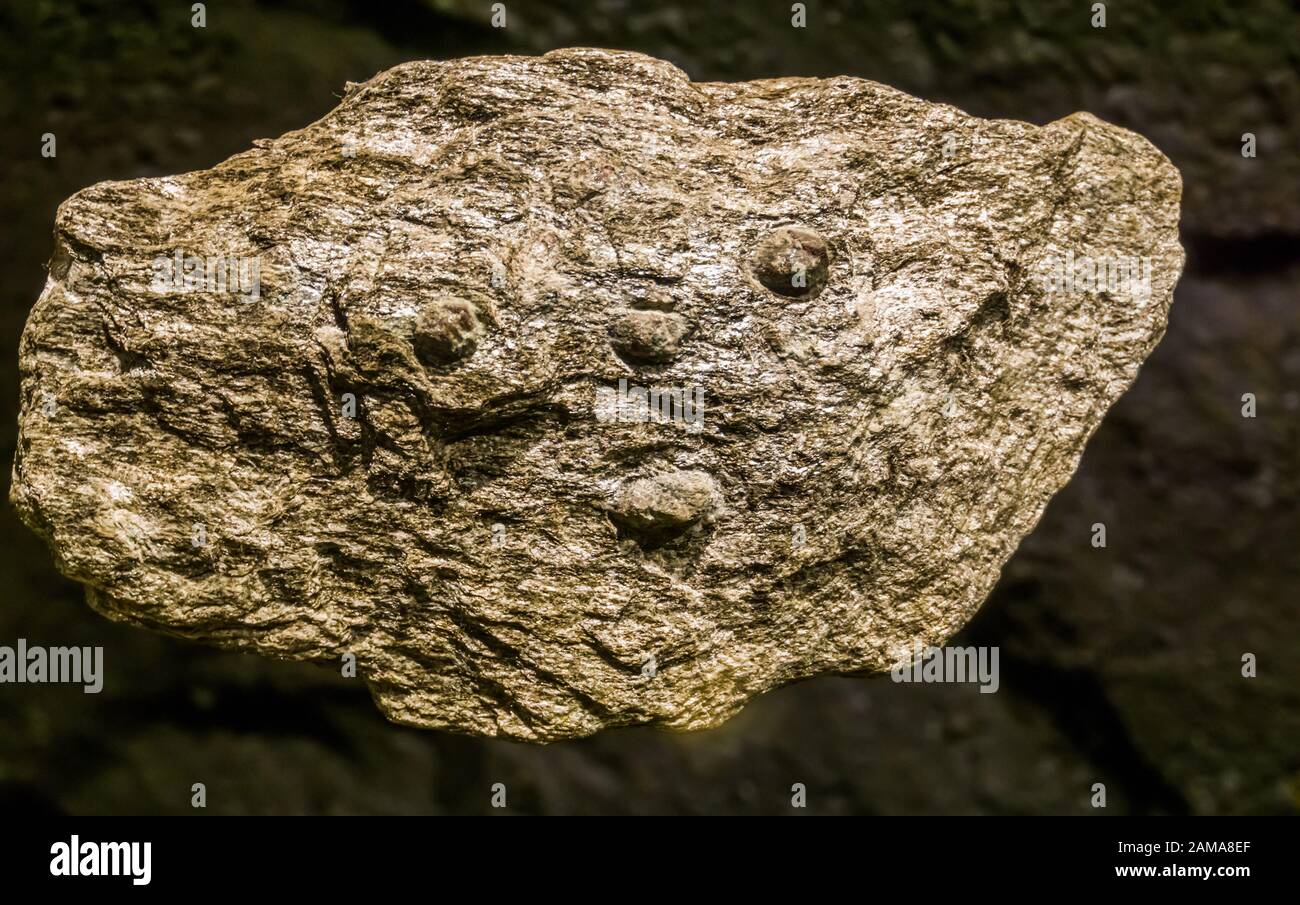 primo piano di un nocciolo d'argento, pietra minerale di terra, roccia pura e grezza Foto Stock