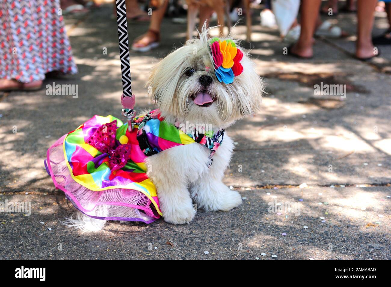 America del Sud, Brasile – 23 febbraio 2019: Cani in costume vengono visti durante la festa di carnevale del cane di Blocao tenutasi a Tijuca, nella zona nord di Rio de Janeiro. Foto Stock