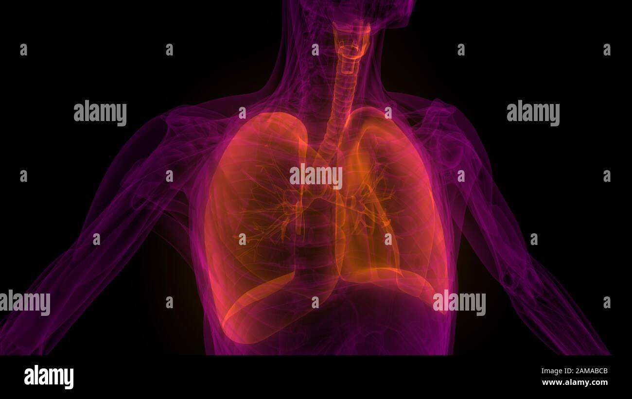I polmoni fanno parte dell'anatomia del sistema respiratorio umano. 3D Foto Stock