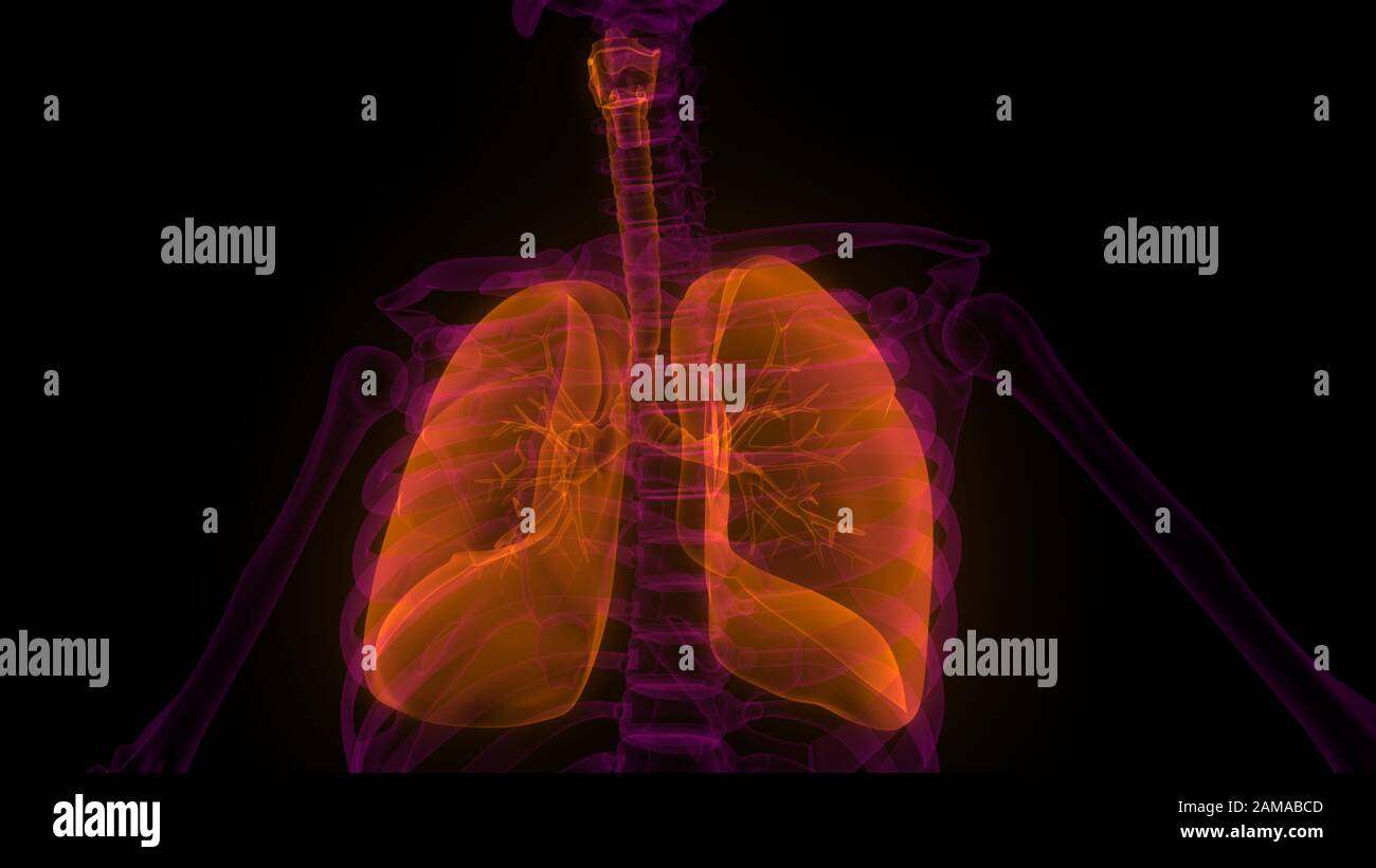 I polmoni fanno parte dell'anatomia del sistema respiratorio umano. 3D Foto Stock