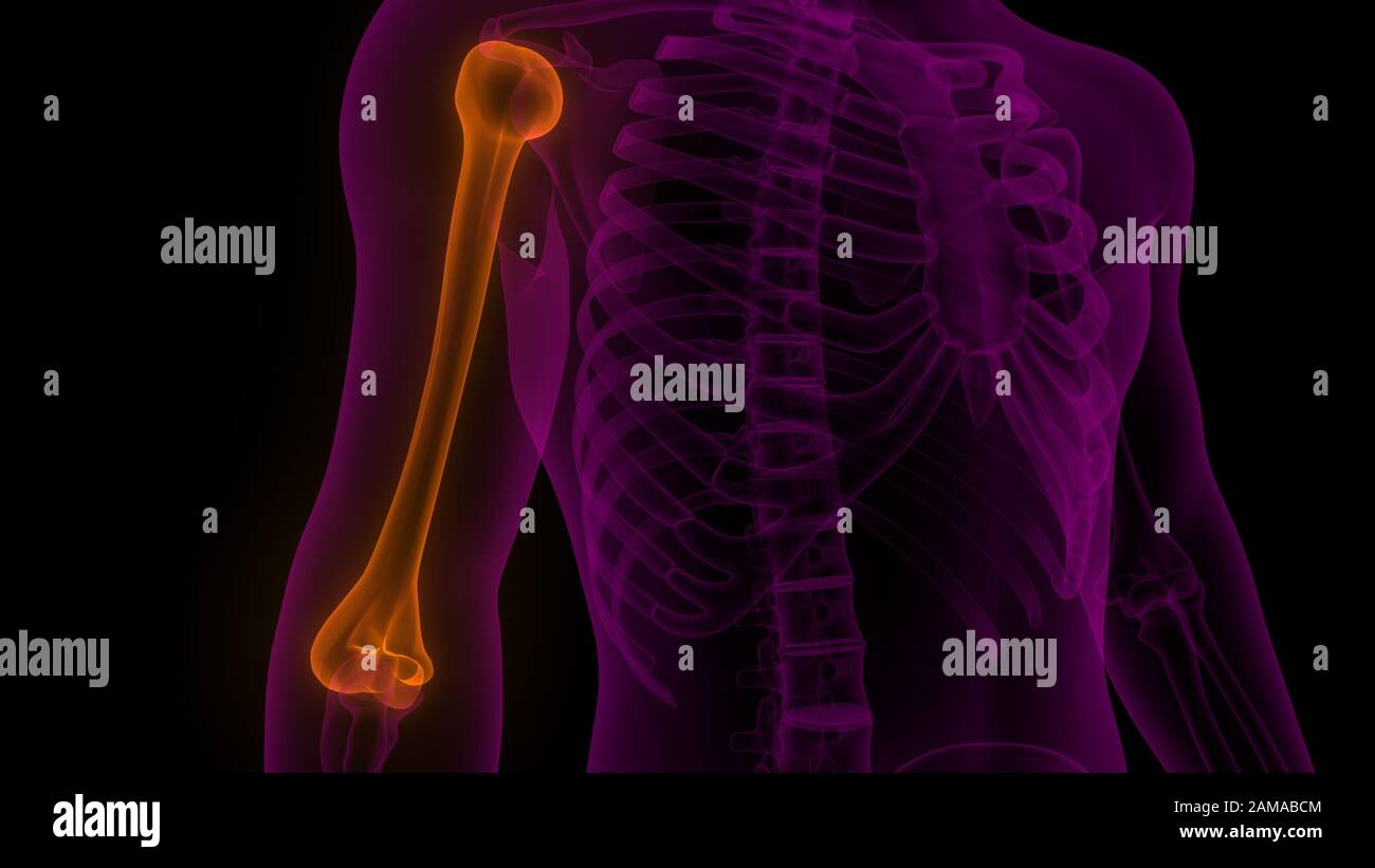 Sistema scheletrico umano Humerus Bone Joints Anatomy X-ray 3D rendering Foto Stock