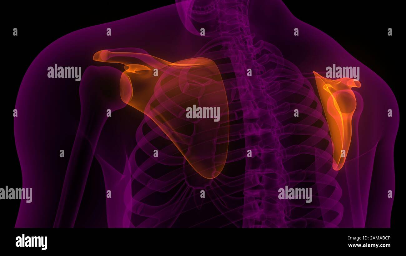 Sistema HumanSkeleton Scapula dolori articolari ossa Anatomia. 3D Foto Stock