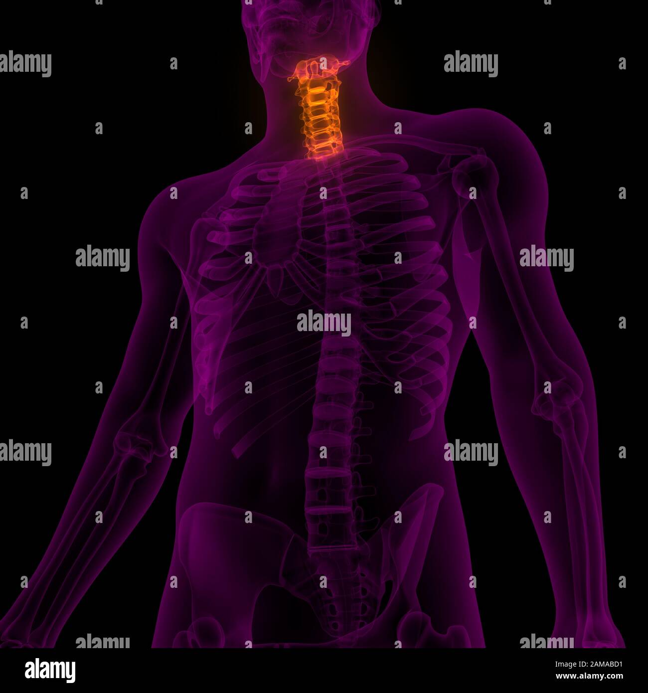 La colonna vertebrale di scheletro umano anatomia del sistema Foto Stock