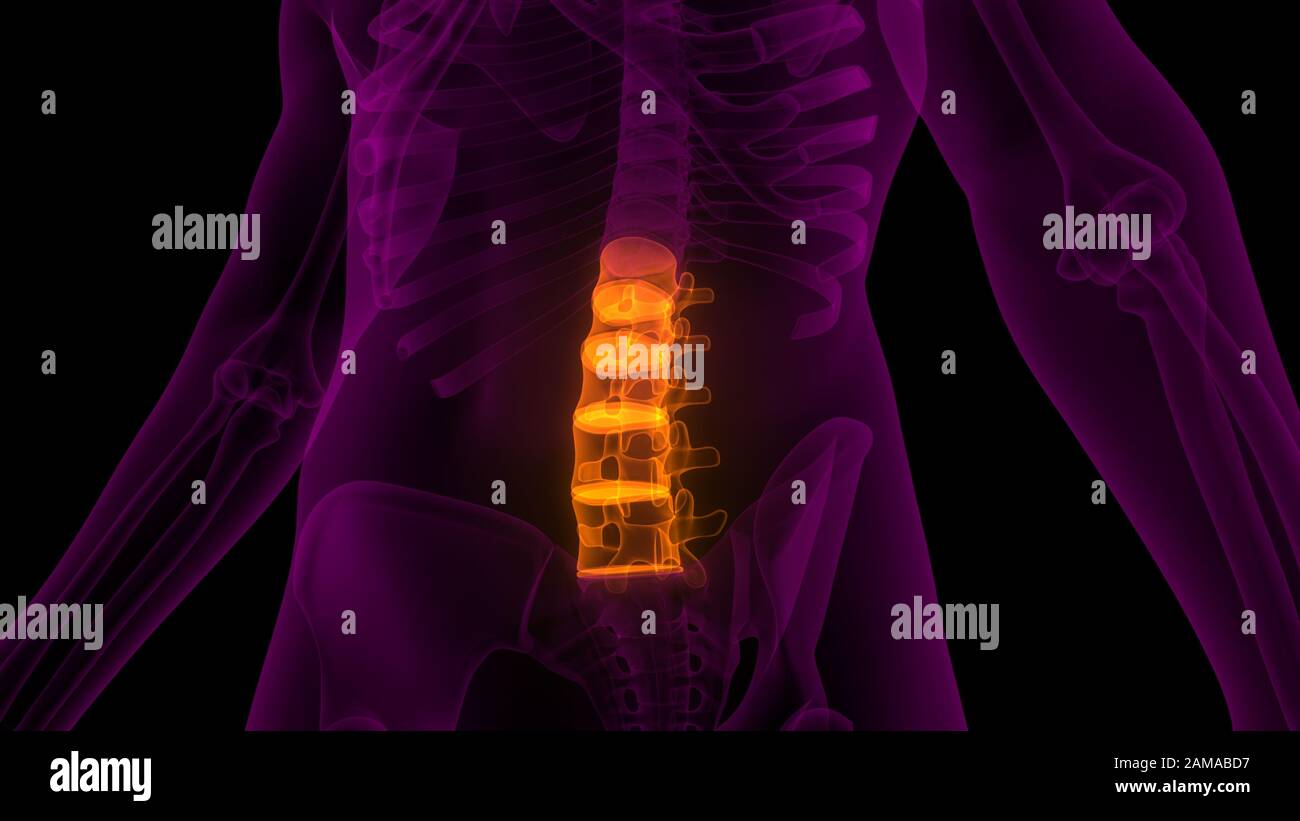 La colonna vertebrale di scheletro umano anatomia del sistema Foto Stock