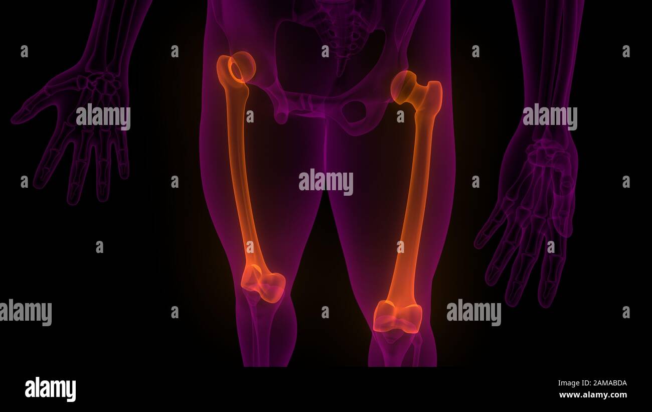 Sistema scheletrico umano giunti ossei femorali anatomia radiografica 3D. Foto Stock