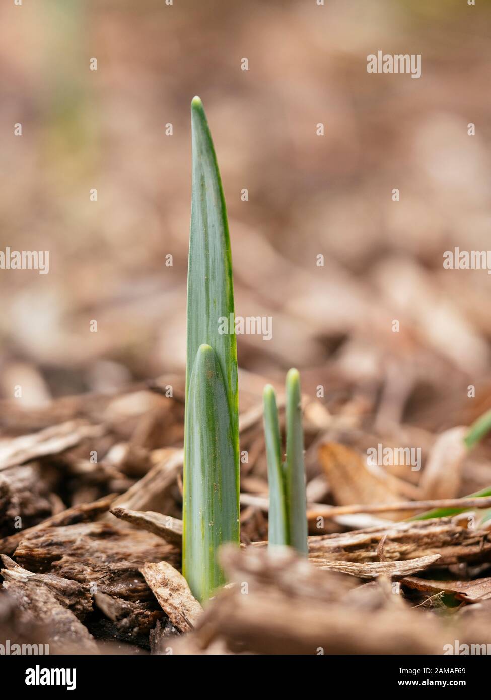 Daffodil germogli emergenti attraverso pacciame nel mese di gennaio. Foto Stock