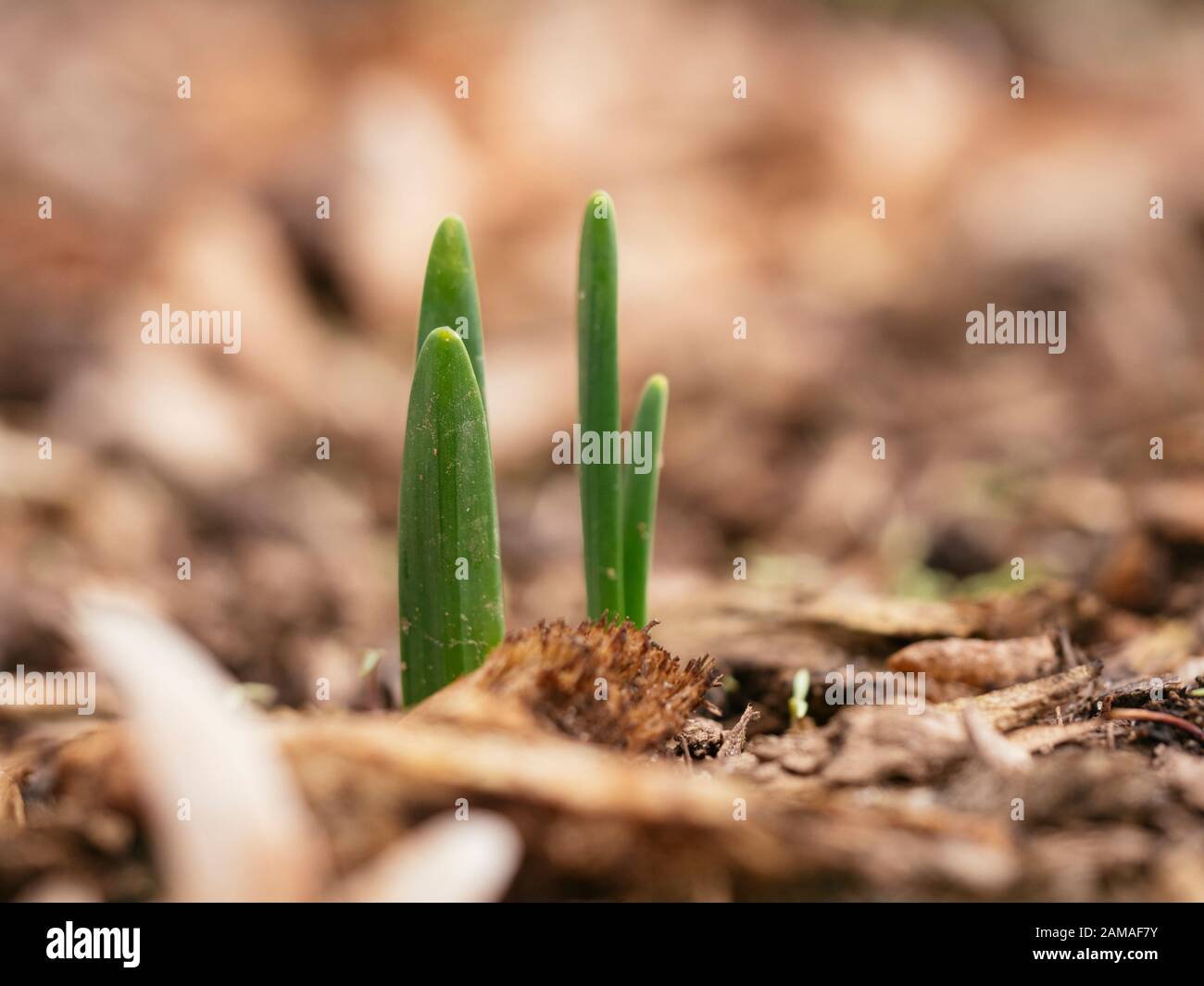 Daffodil germogli emergenti attraverso pacciame nel mese di gennaio. Foto Stock