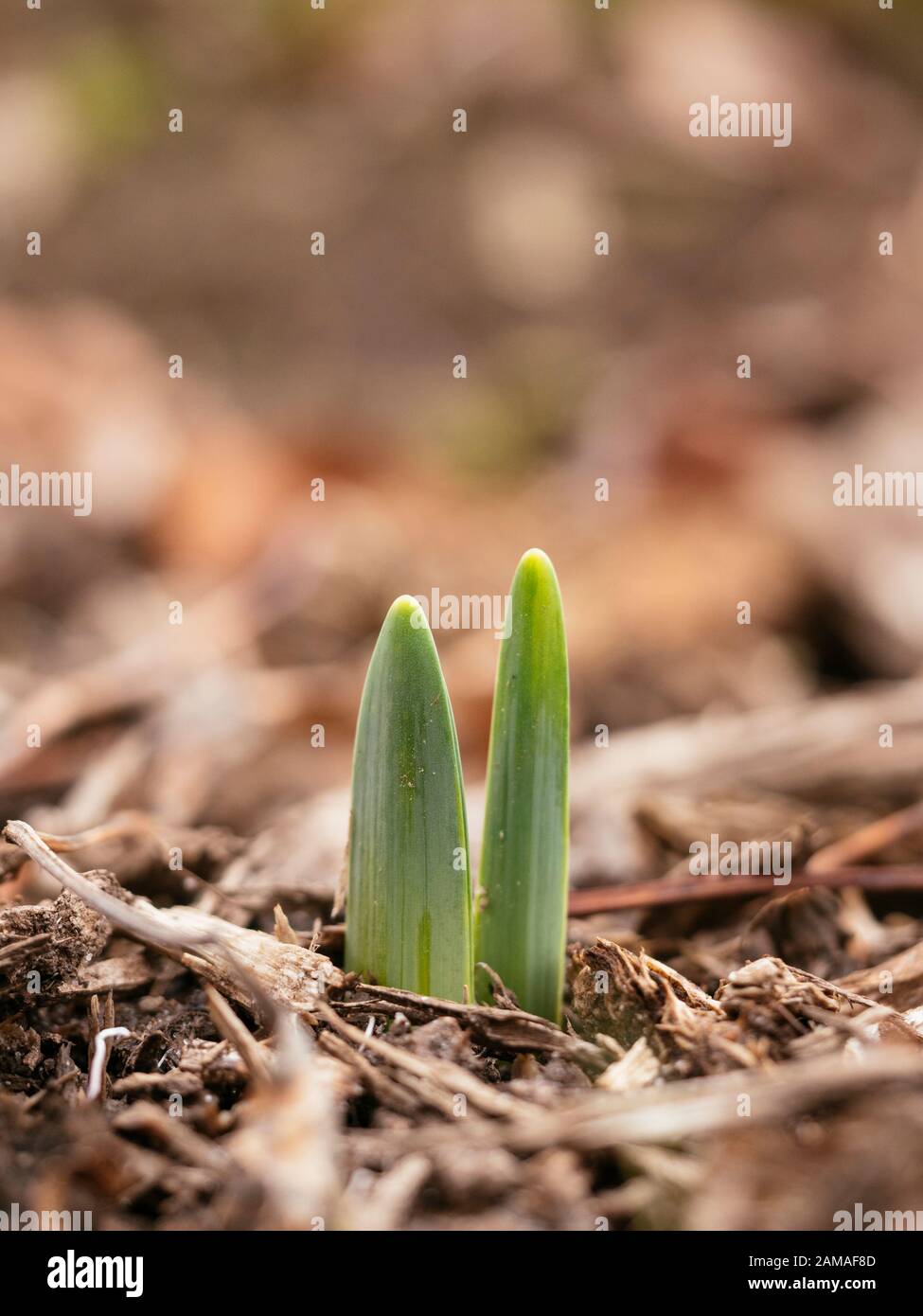 Daffodil germogli emergenti attraverso pacciame nel mese di gennaio. Foto Stock