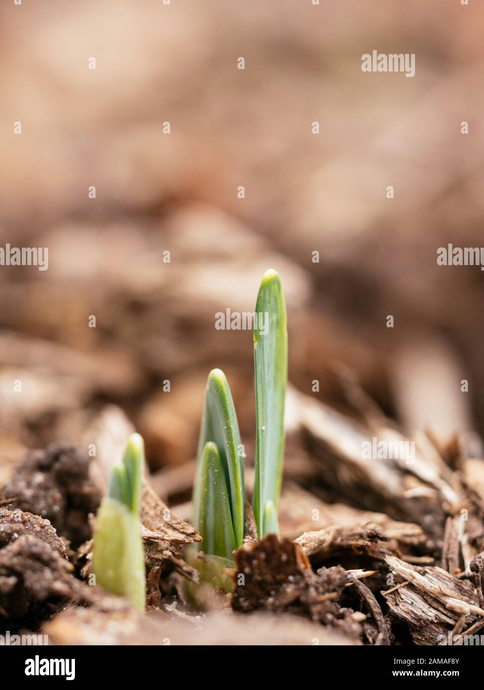 Daffodil germogli emergenti attraverso pacciame nel mese di gennaio. Foto Stock