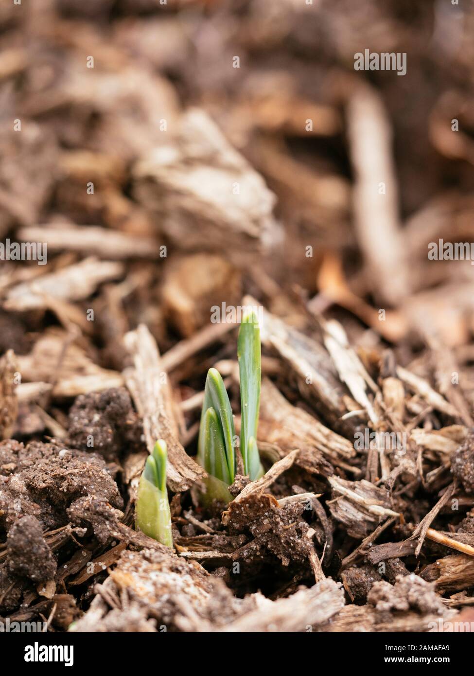 Daffodil germogli emergenti attraverso pacciame nel mese di gennaio. Foto Stock