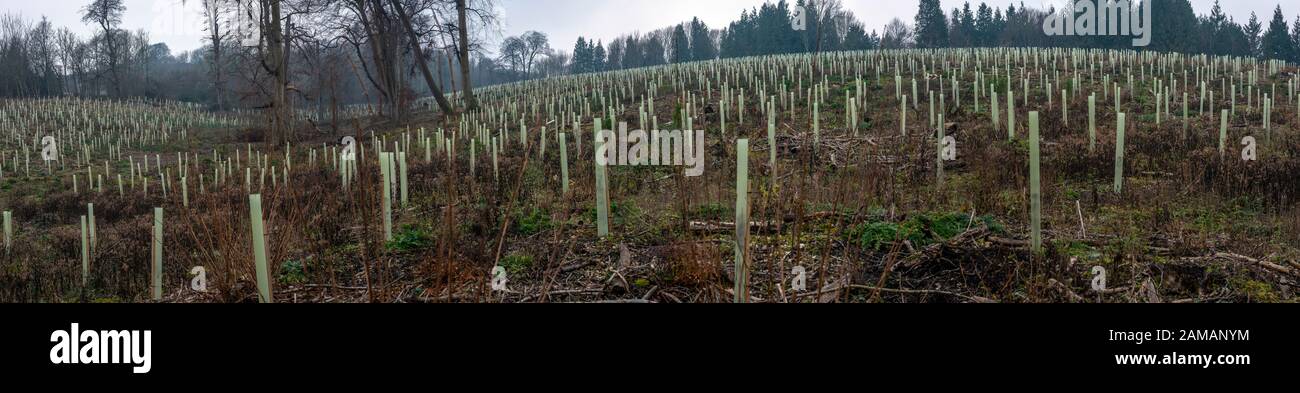 Alberi recentemente piantati sulla tenuta di Arundel, Sussex occidentale, Regno Unito Foto Stock