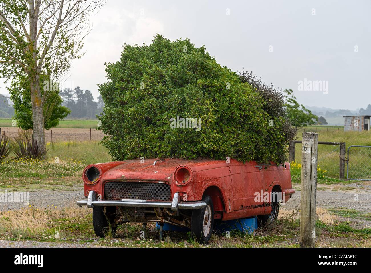 Bush che cresce da un vecchio Triumph Herald, Isola di Rabbit, vicino Nelson, Nuova Zelanda Foto Stock