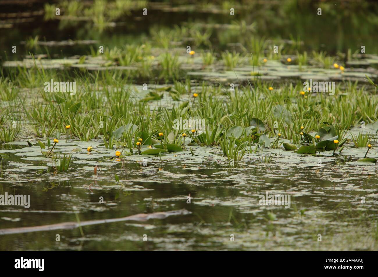 vista di un lago pieno di fioritura con acqua nuphar lutea Foto Stock