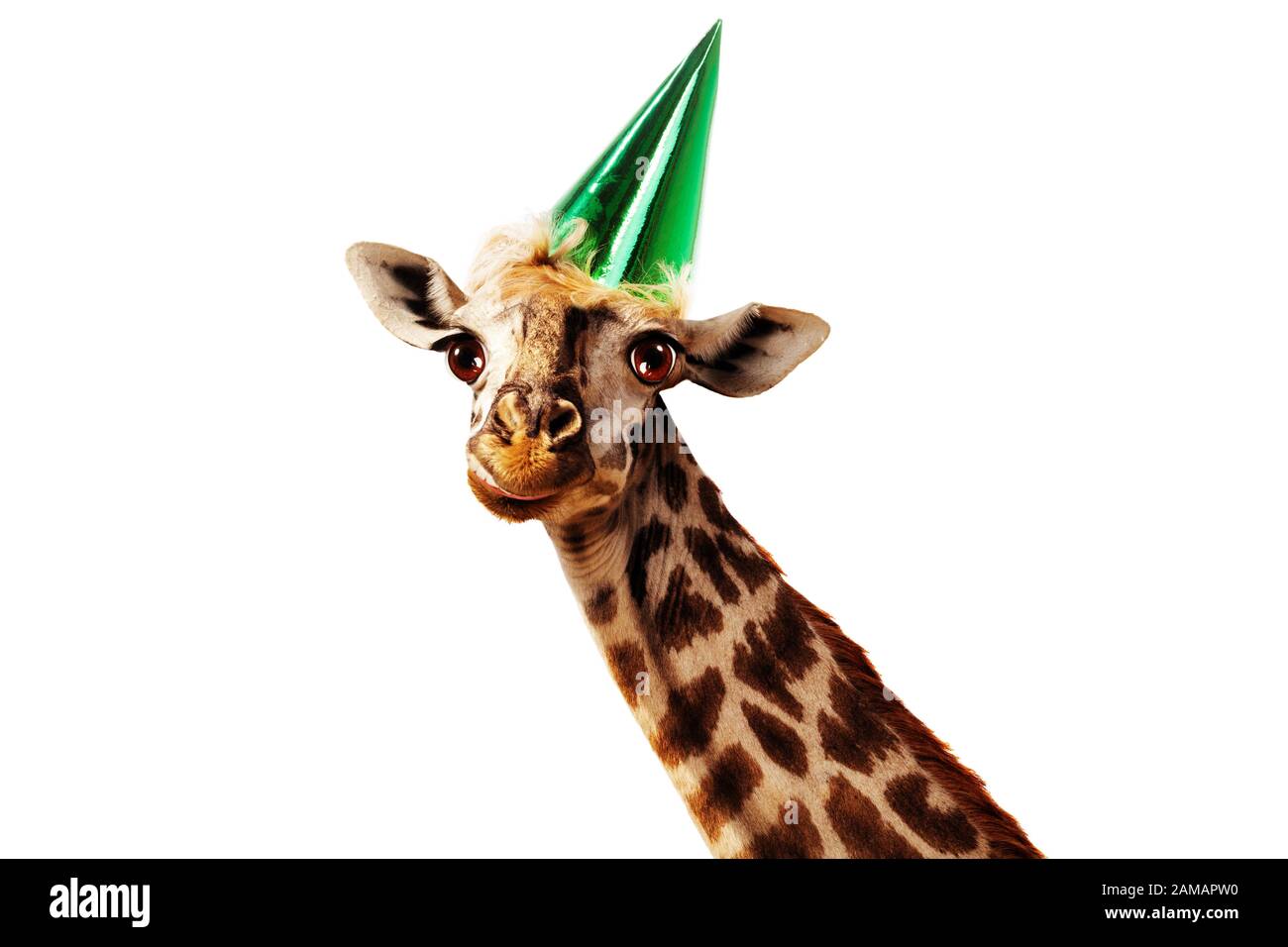 Buona testa di giraffa isolato su bianco indossare il cappello di compleanno e guardare la fotocamera Foto Stock